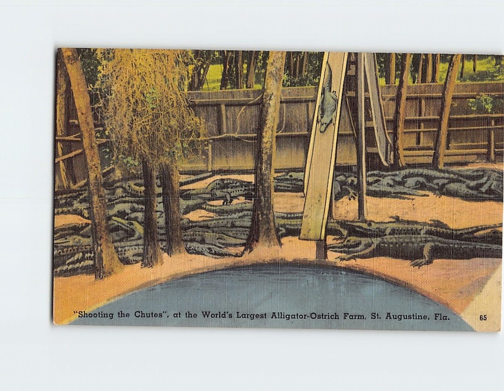 Postcard Alligators at the St. Augustine Alligator and Ostrich Farm Florida USA