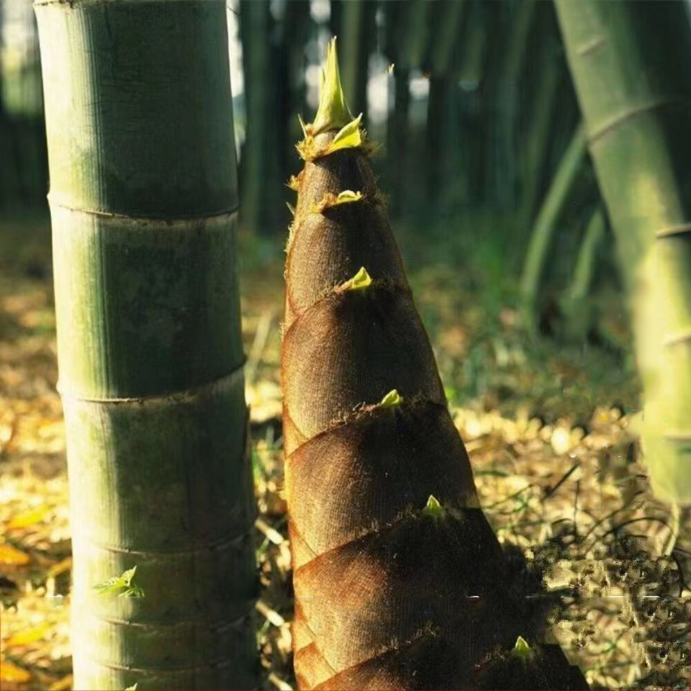 300pcs Edible Bamboo Shoots Dragon Bamboo Seeds Garden Plant About Balcony Home