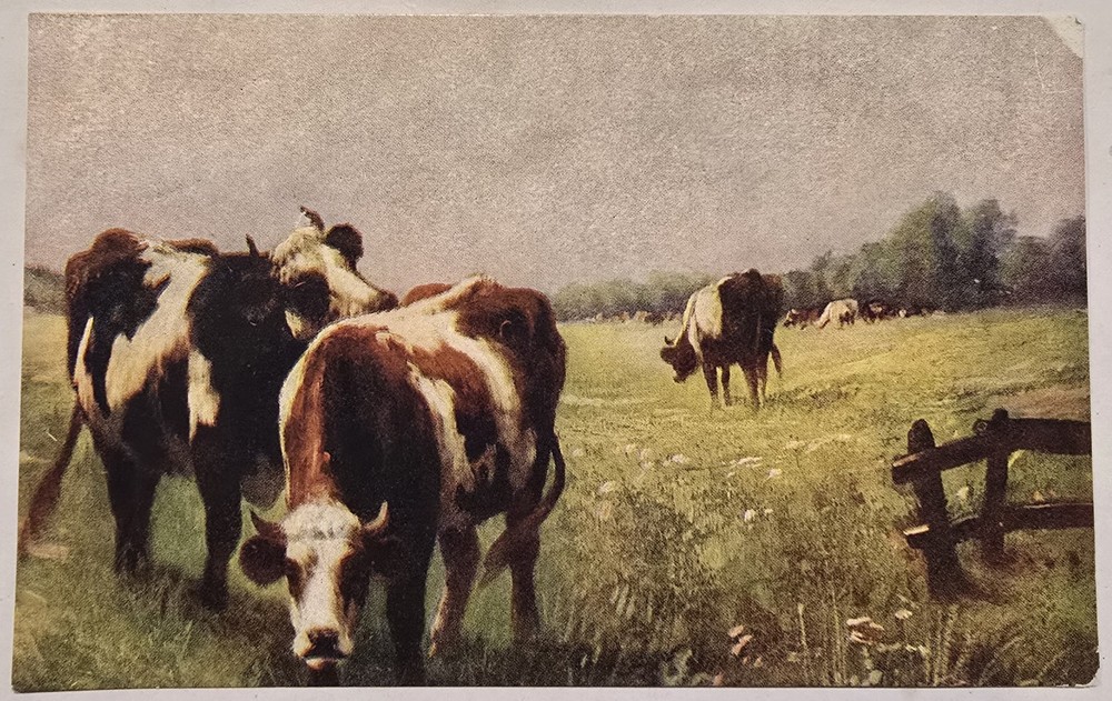 Cows Grazing In Pasture Painting Printed Vintage Postcard Divided Back