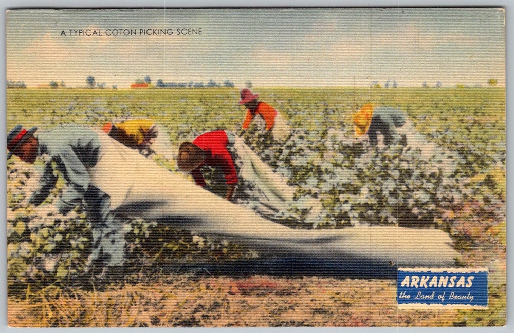 Vtg Linen Postcard Cotton Picking Scene Arkansas, US 1940s