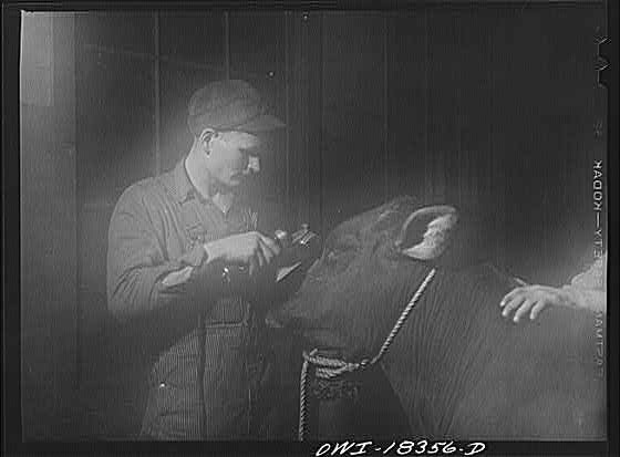 Madison Wisconsin 1910s Farm Short Course School at University Man Cow