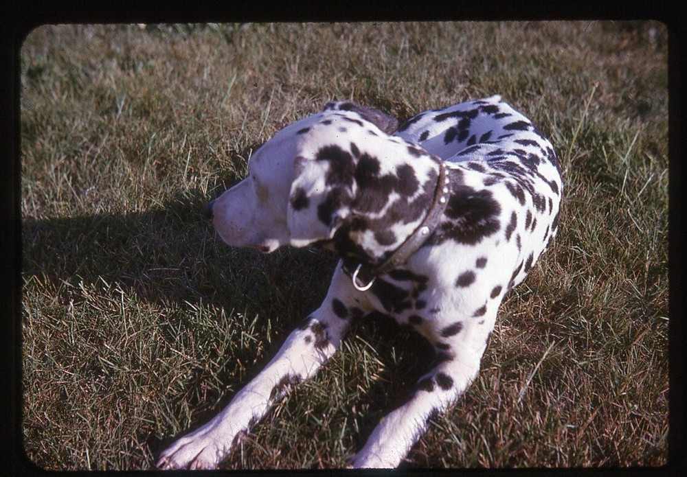 Dalmatian Dog Vintage 1960s 35mm Slide Photo