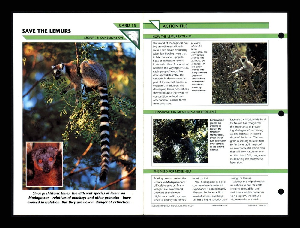 Save Lemurs Wildlife Fact File Card for Conservation and Homeschool Learning 11.15