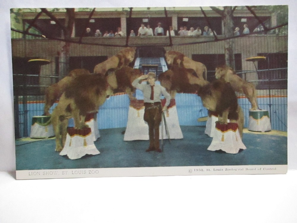 1950 St Louis Zoological Board Of Control Postcard  