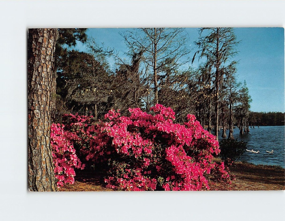 Postcard Azaleas & Cypress Trees Lake Maitland Winter Park Florida USA
