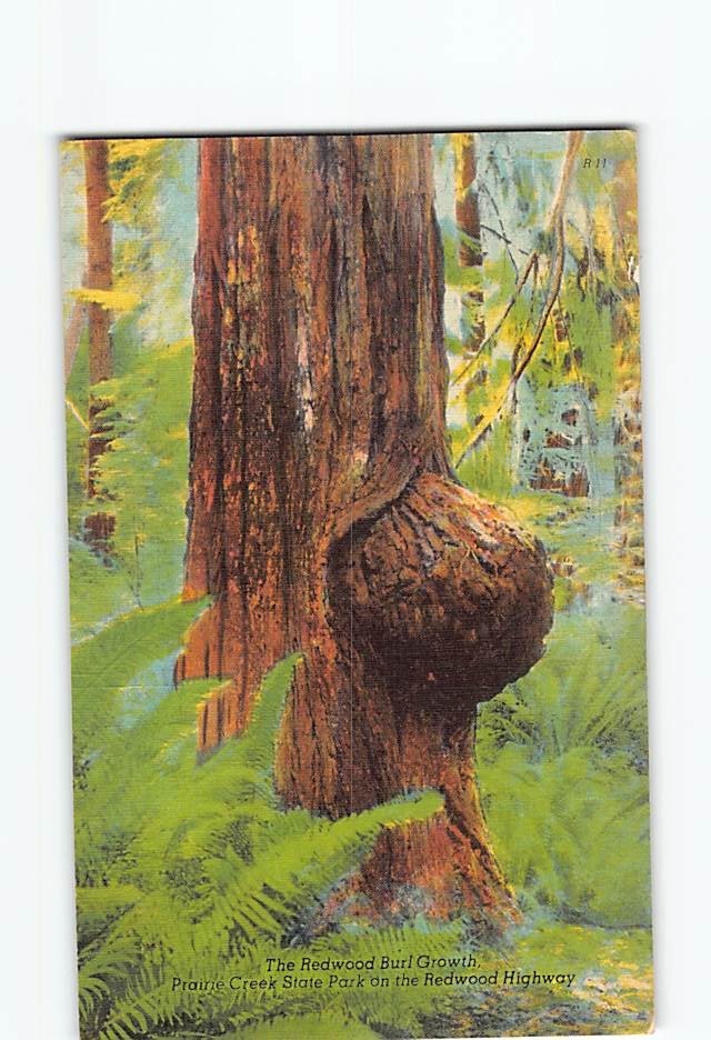 Postcard The Redwood Burl Growth Prairie Creek State Park Orick California USA