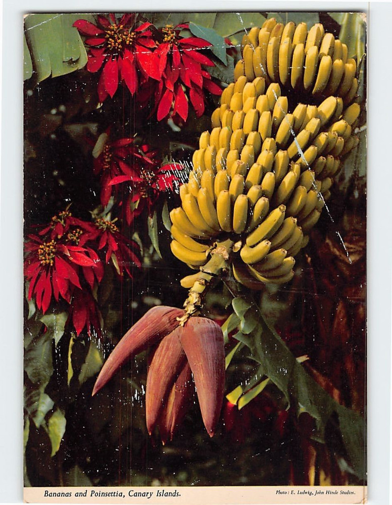 Postcard Bananas & Poinsettia Canary Islands Spain