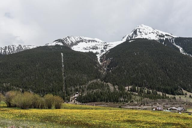 Photo:Silverton Colorado San Juan Mountains Meadow Dandelions 2015