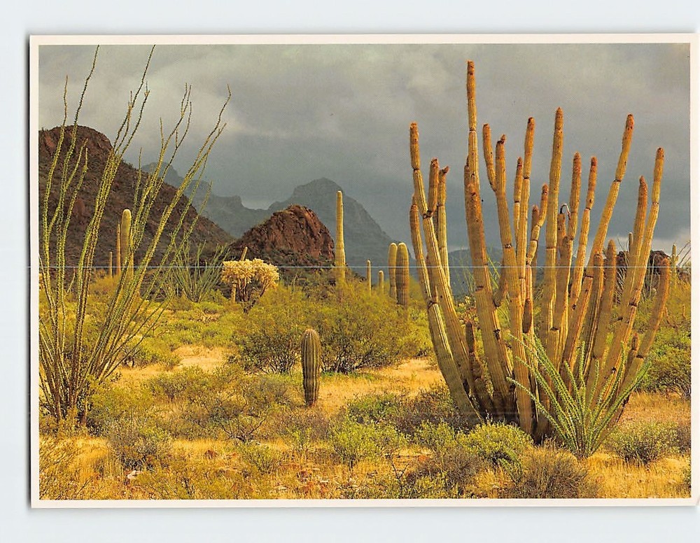 Postcard Organ Pipe Cactus Organ Pipe National Monument Arizona USA