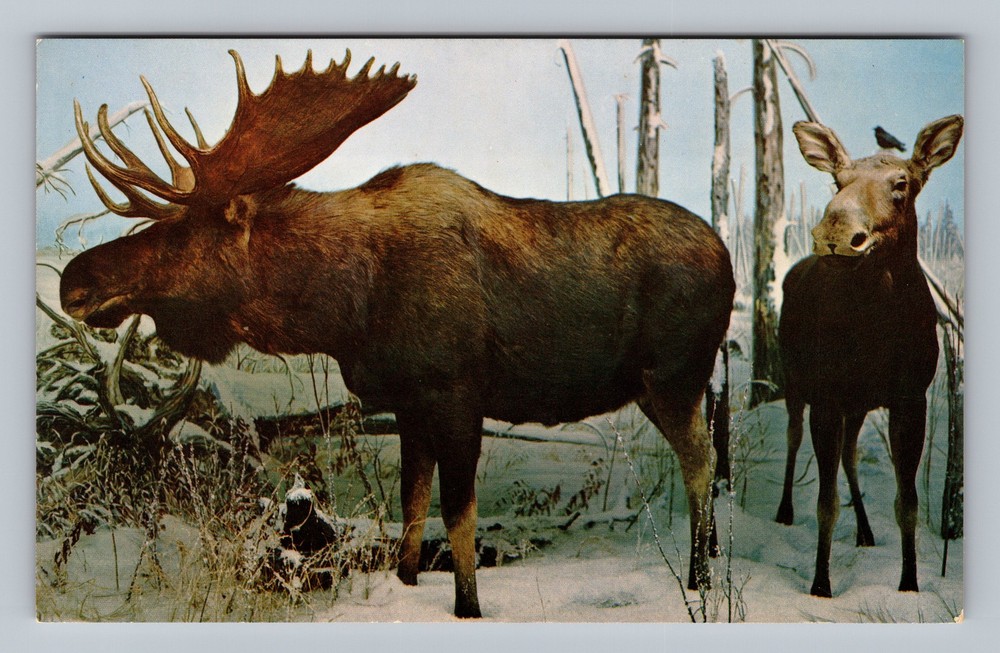 Canada Saskatchewan Regina Moose In Wascana Park Standard Old Vintage Postcard