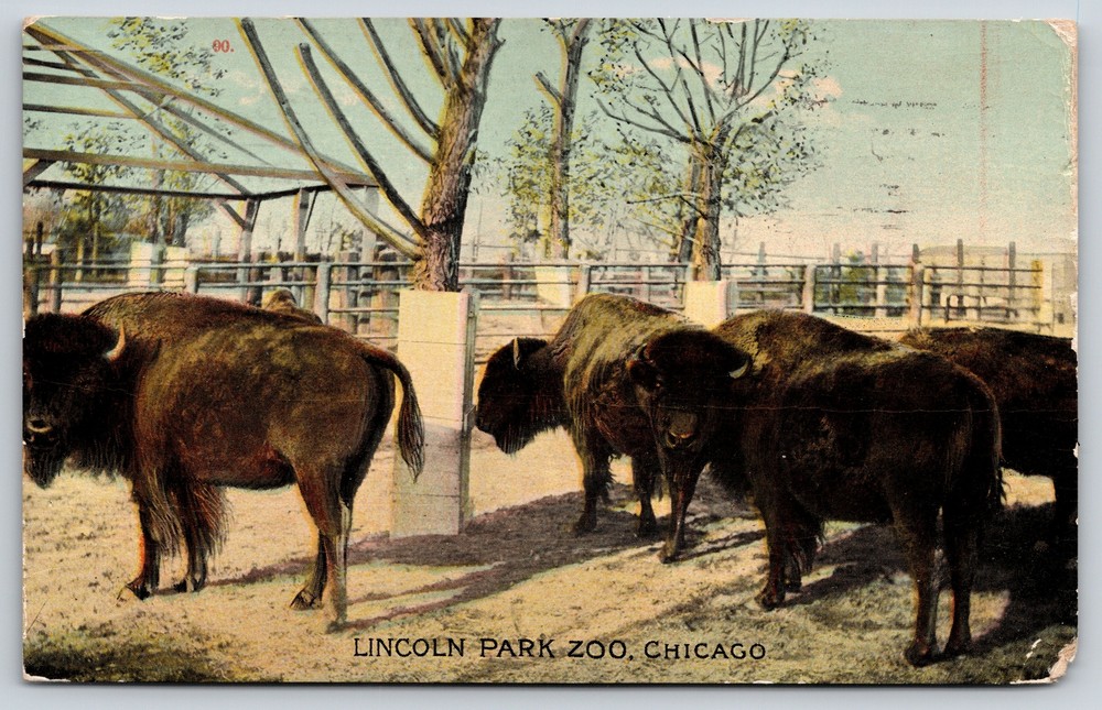 Animal~Bison @ Lincoln Park Zoo Chicago Illinois~Vintage Postcard