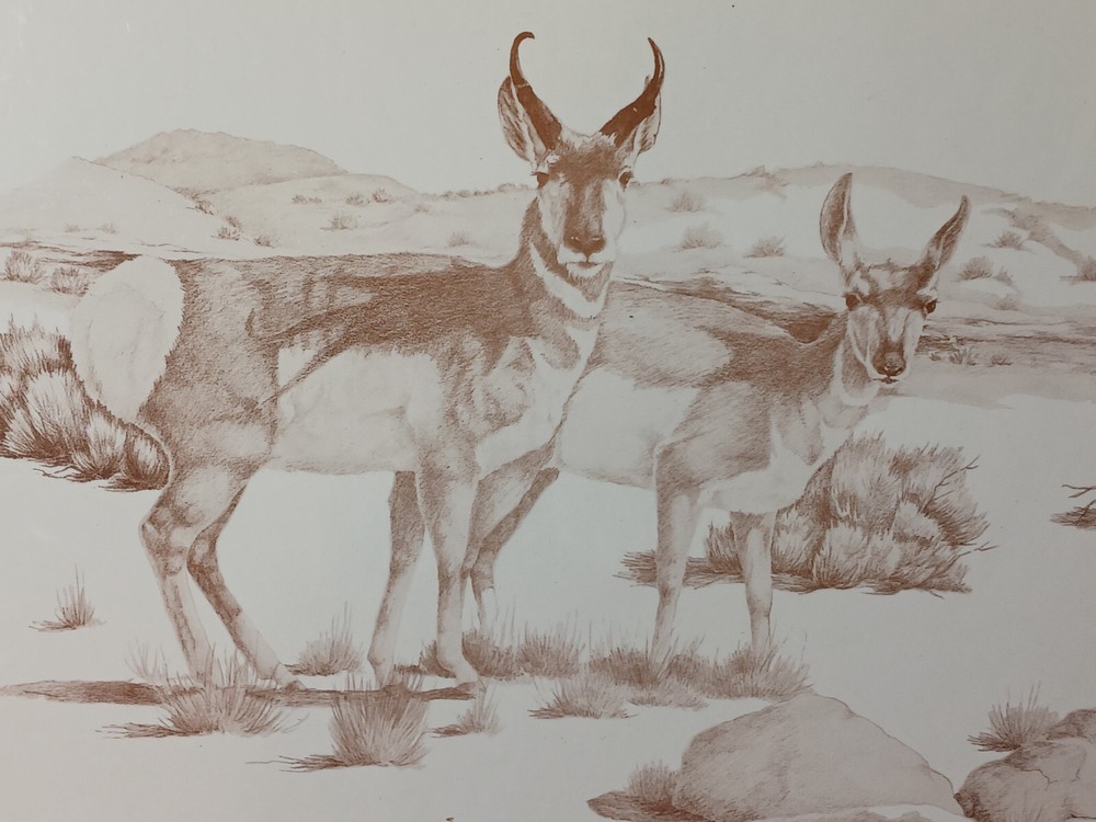 Animal Art Prong Horned Antelope  20 x16 Artist Judy Osburn