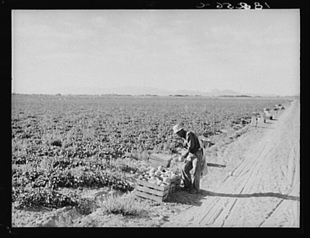 Photo:Mexican cantaloupe worker at 5:00 a.m. Imperial Valley, California