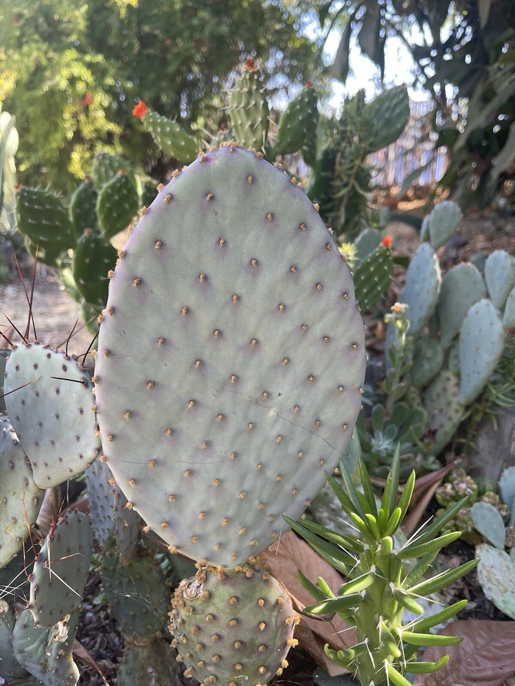 Opuntia violacea - Santa Rita Prickly Pear - Purple Cactus Cutting