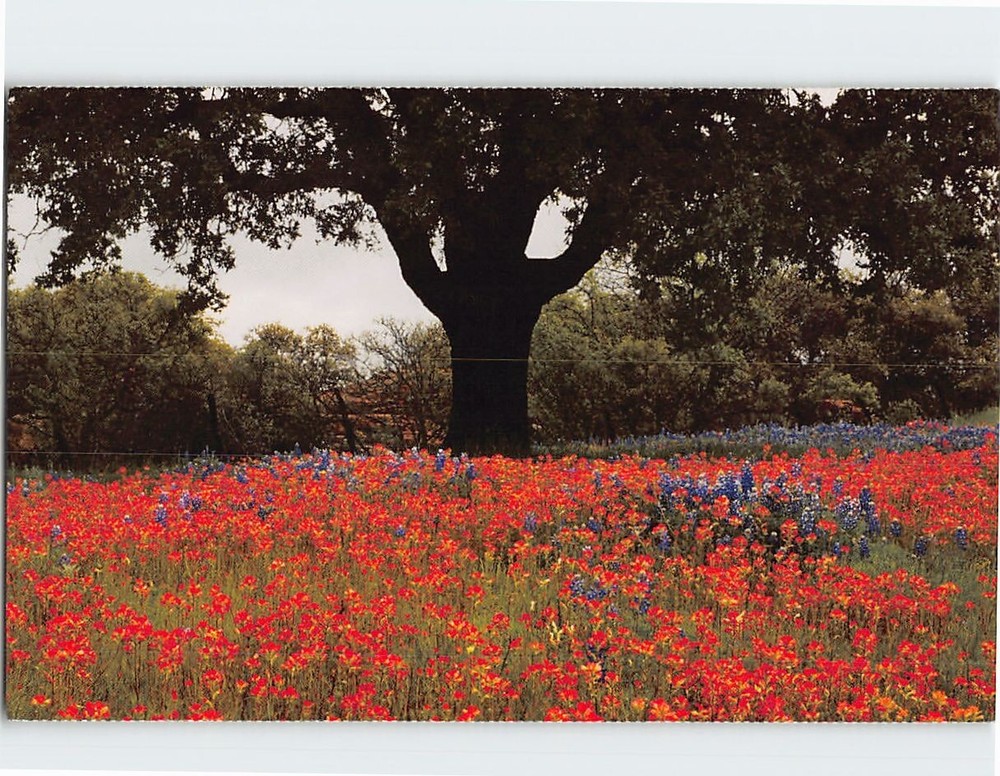 Postcard Flowers Trees Nature Landscape Scenery