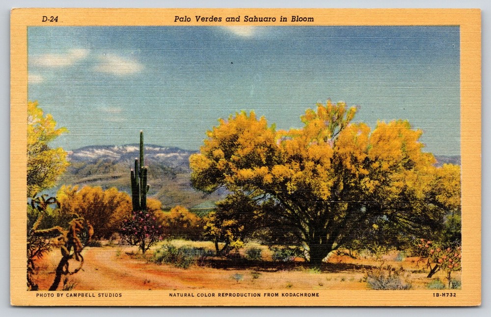 Arizona~Desert Environment~Palo Verdes~Sahuaro Cactus Bloom~Linen 1951 Postcard