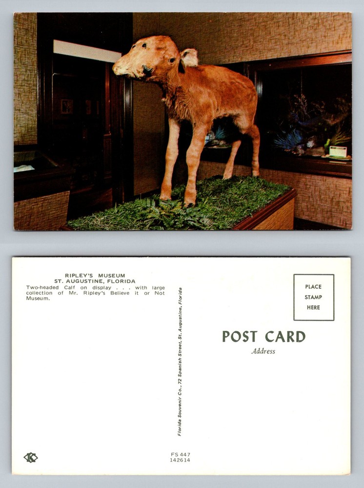 St Augustine, FL-Florida, Ripley’s Two Headed Calf Display Vintage Postcard