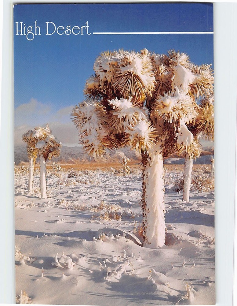 Postcard Joshua Tree California High Desert