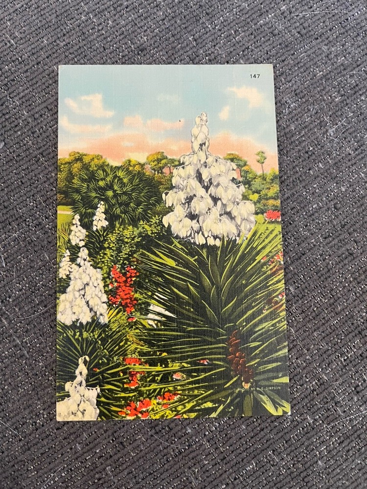 Vintage Linen Postcard Naples, Florida~ Yucca Blossom/Spanish Bayonet In Florida