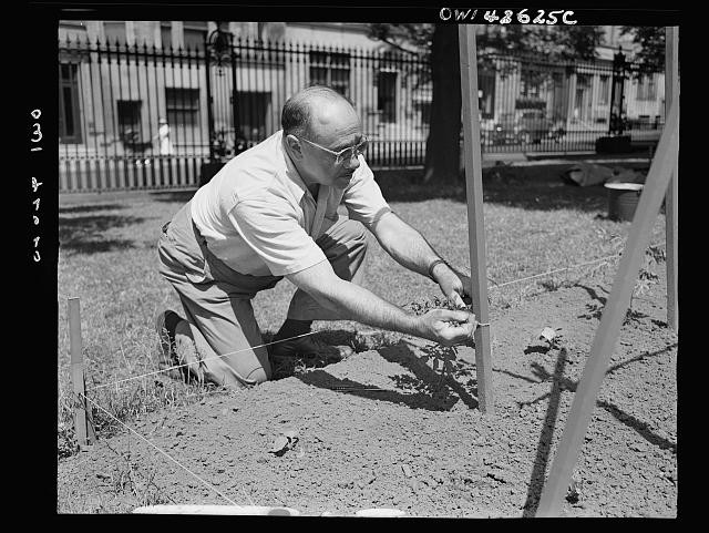 Photo:New York NY Charles Schwab Estate Victory Gardening Man 1944 June