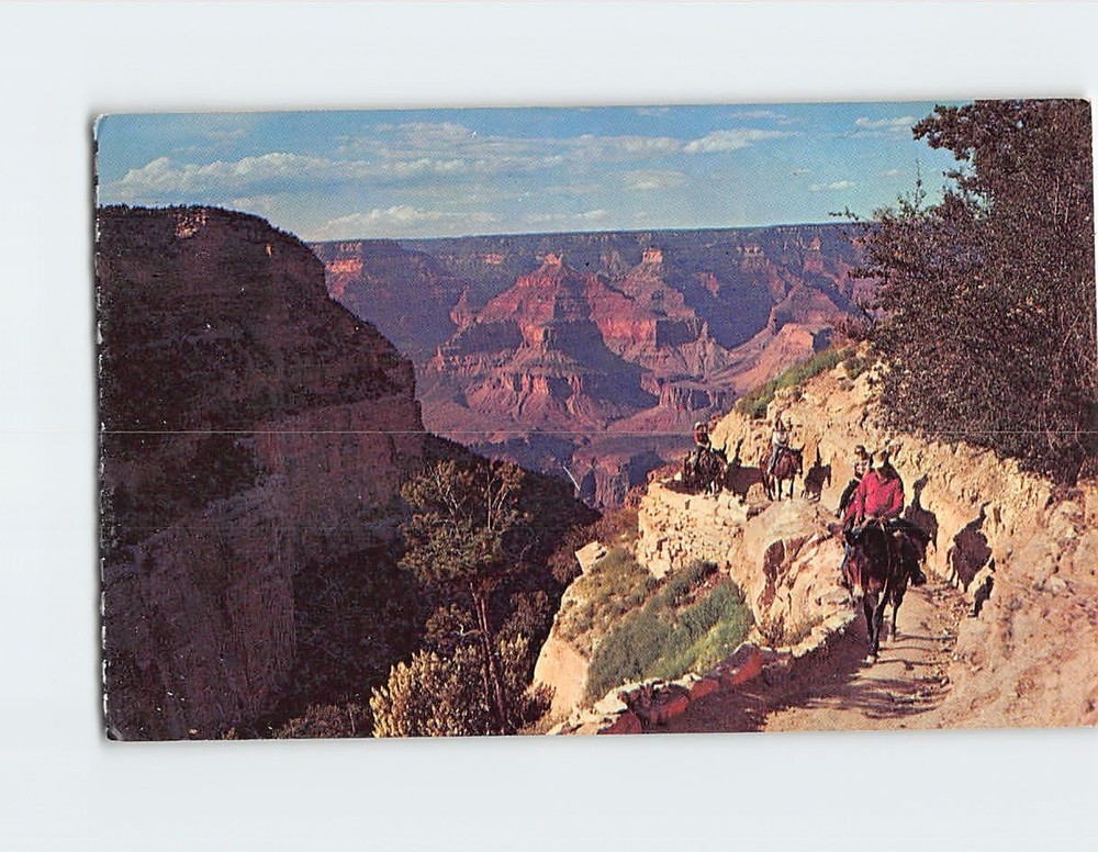 Postcard Mule Train Returns Grand Canyon National Park Arizona USA