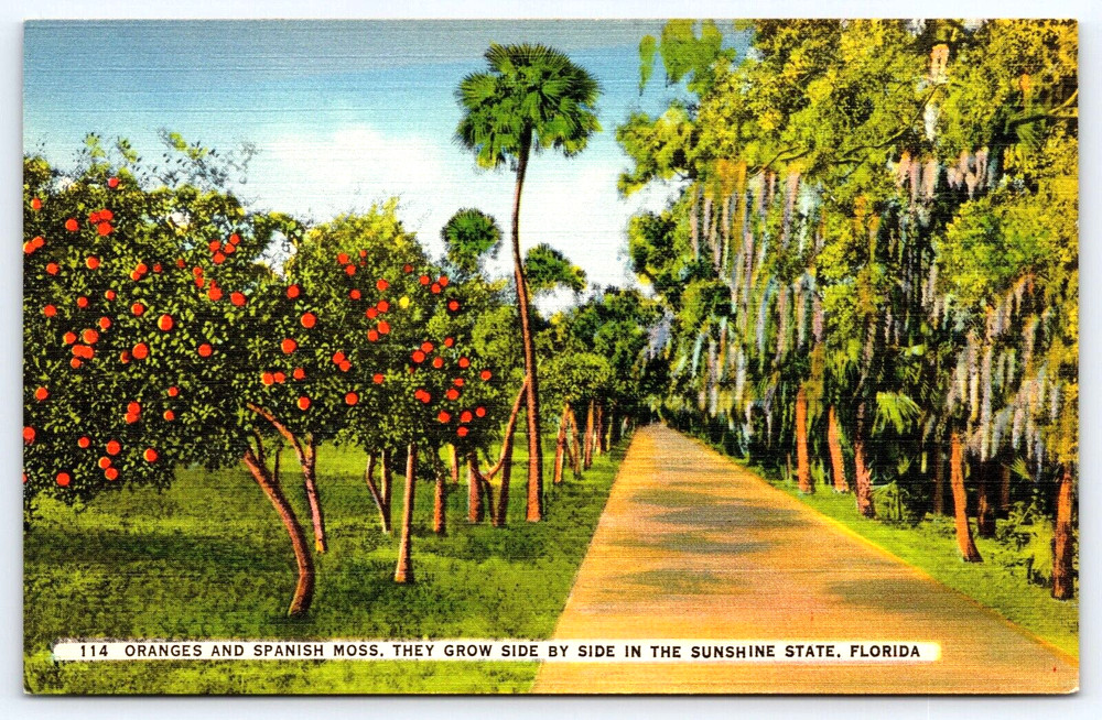 Florida Sunshine State Orange Trees And Spanish Moss Vintage Postcard
