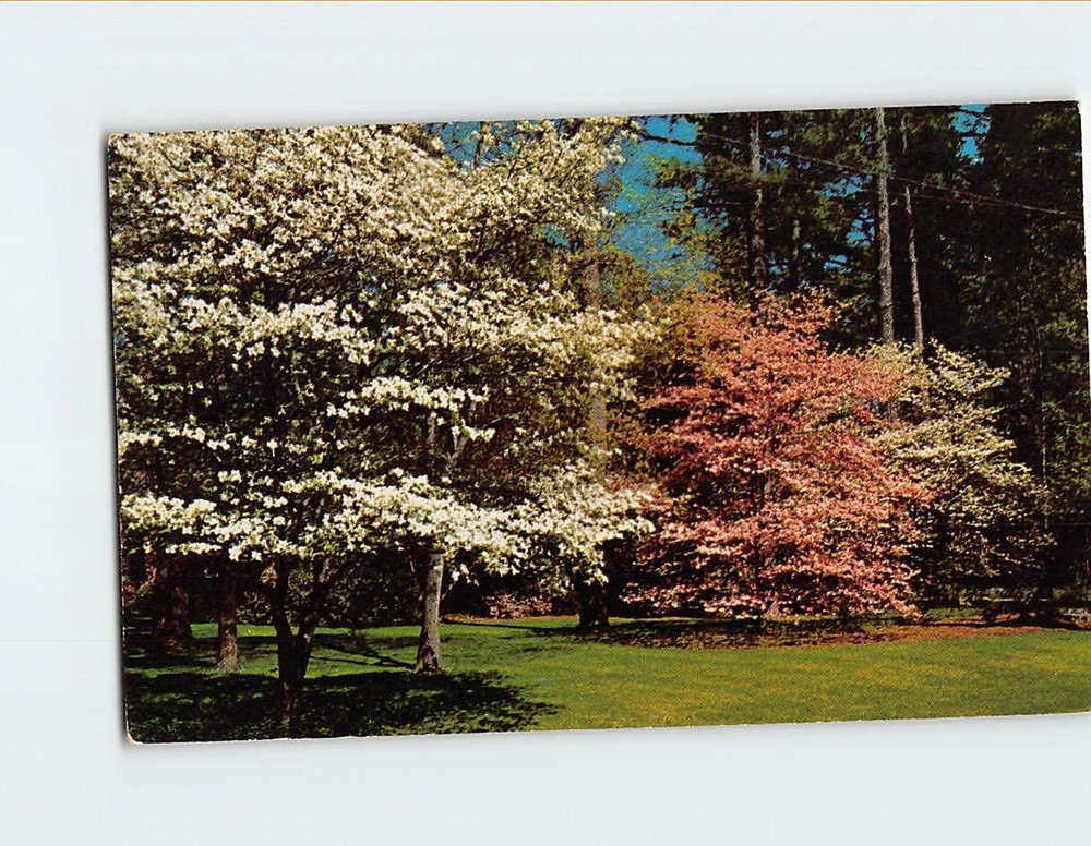 Postcard Pink and White Dogwood in Full Bloom