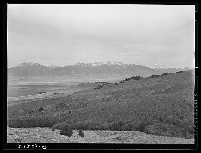 Photo:Madison Range Montana 1939 Mountain Landscape Grazing Cattle View