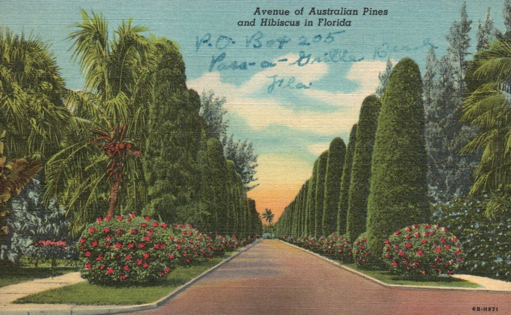 Postcard FL Avenue Australian Pines & Hibiscus 1955 Linen Vintage PC G2340