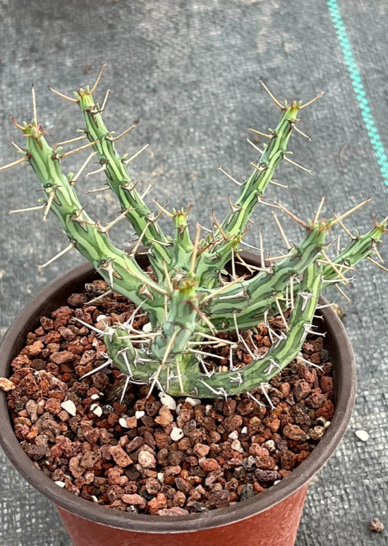 RareSucculent Plant Euphorbia schizacantha Caudex Boutique Garden Decor selfrootGarden Décor