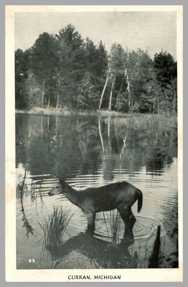 Curran Michigan Moose Reflection In Lake Forest Scene RPPC Real Photo Postcard