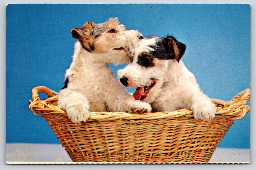 Animals~Got A Secret~Fox Terrier Puppy Dogs In Basket Color Photo~Vtg Postcard