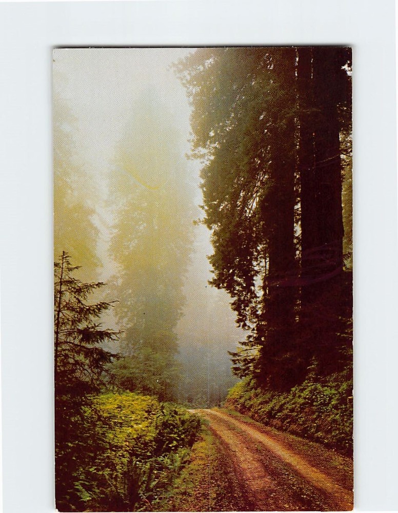 Postcard Prairie Creek Redwoods State Park California USA