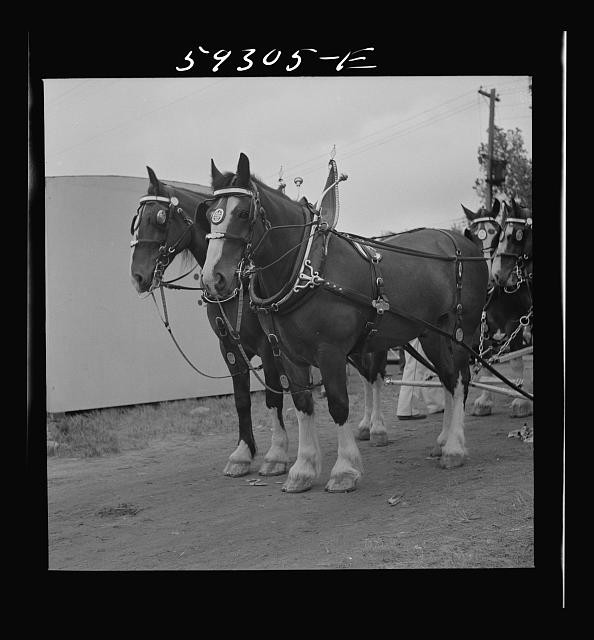 1930s Draft Horses Harness Team Parade Wagon Spotted Horse Black Horse