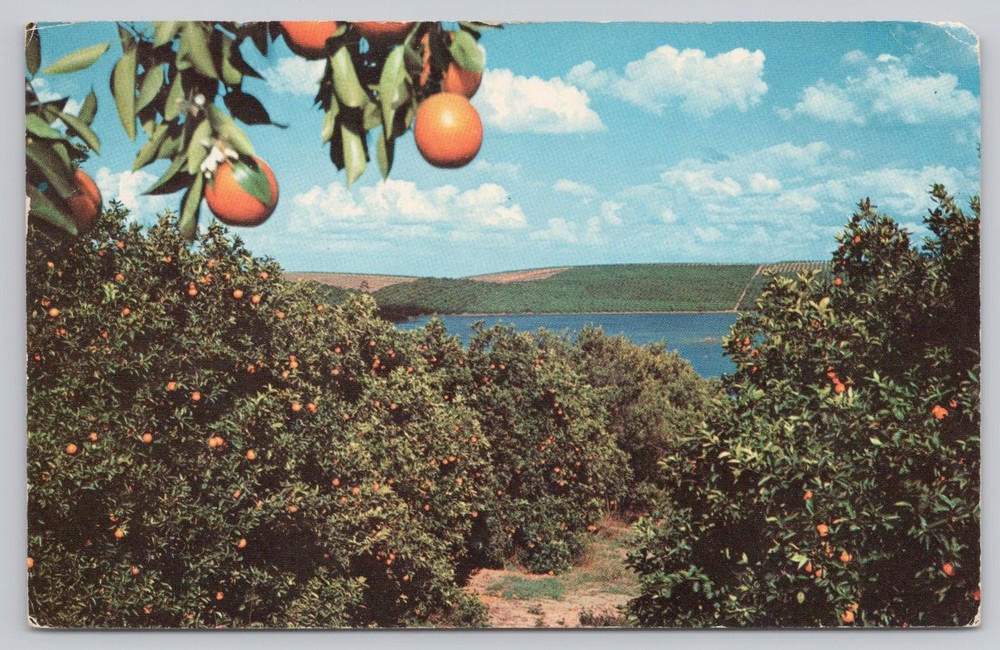 Vintage 1959 Florida Orange Grove Scene Plastichrome Postcard