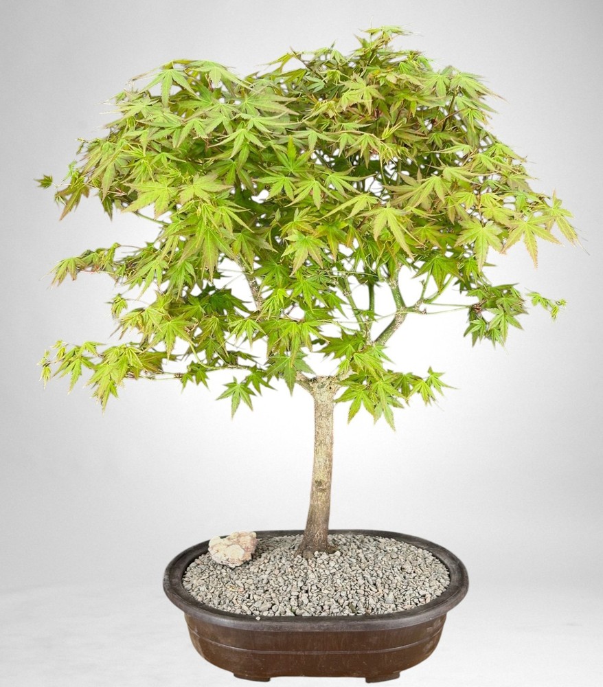 Trained Japanese Green Maple Bonsai Tree 20