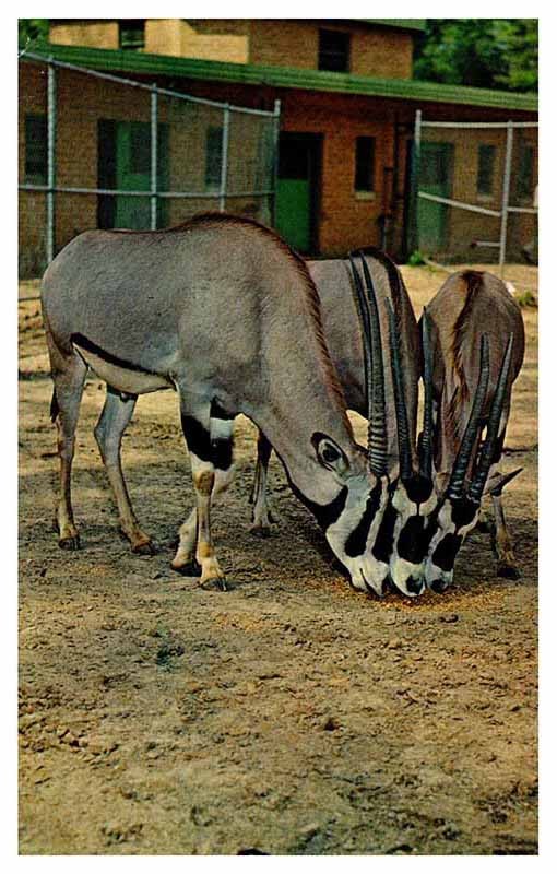 Postcard ANIMAL SCENE Birmingham Alabama AL m/09 AR0324