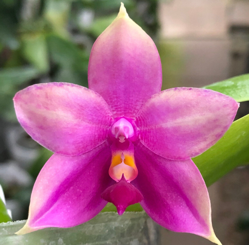 Original Phal Phalaenopsis Freya's Blue Origin x LL Blue Pie-FRAGRANT
