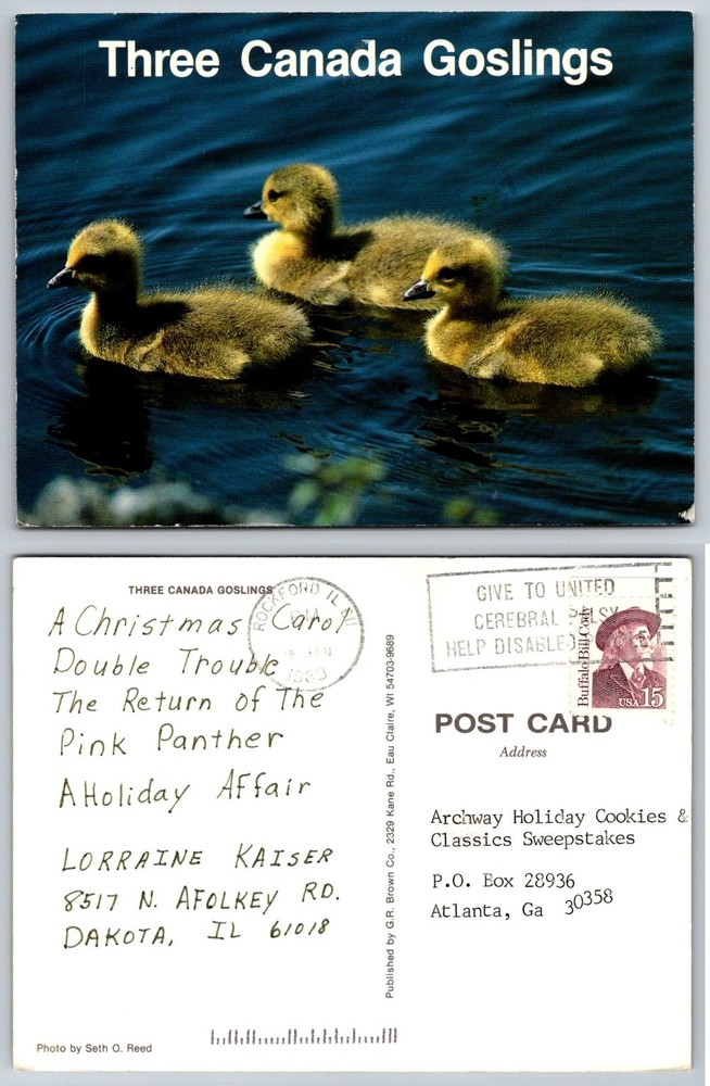 Vintage 1989 Postcard: Three Canada Goslings Swimming, Rockford IL Postmark