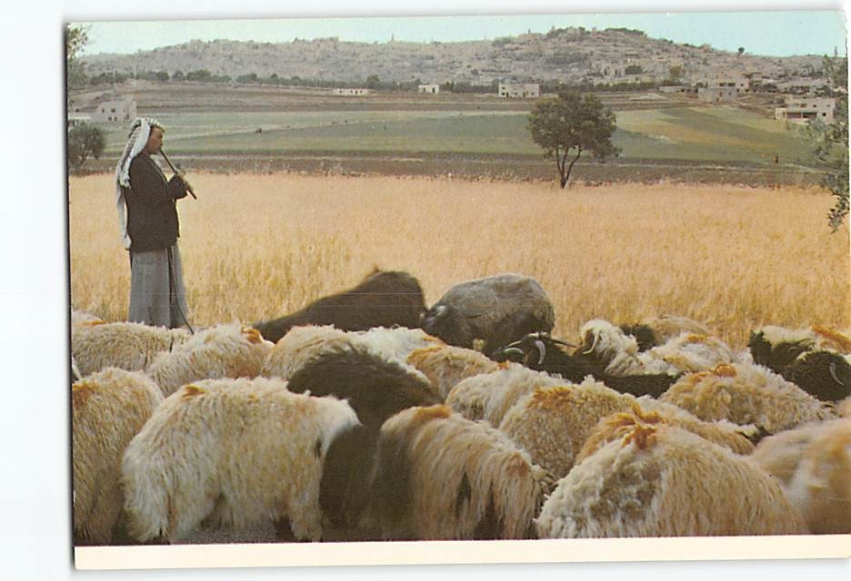 Postcard Shepherd's Field Bethlehem Palestine