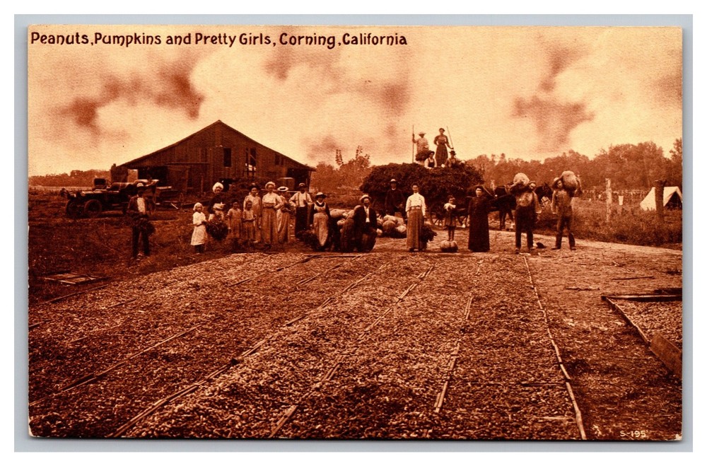 Corning CA California Peanuts Pumpkins and Pretty Girls Unposted DB Postcard