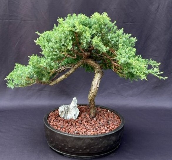 Juniper Bonsai Tree Live Outdoor Evergreen Potted Plant 18