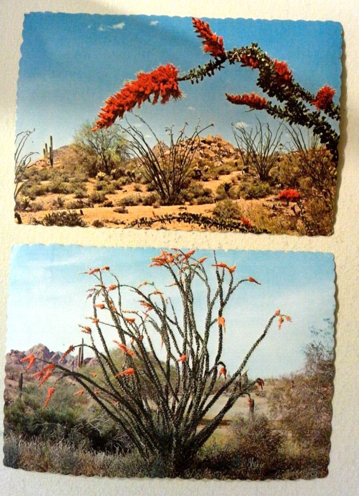Lot of 2 - Blooming OCOTILLO cactus Arizona Desert - Vintage Petley Postcards