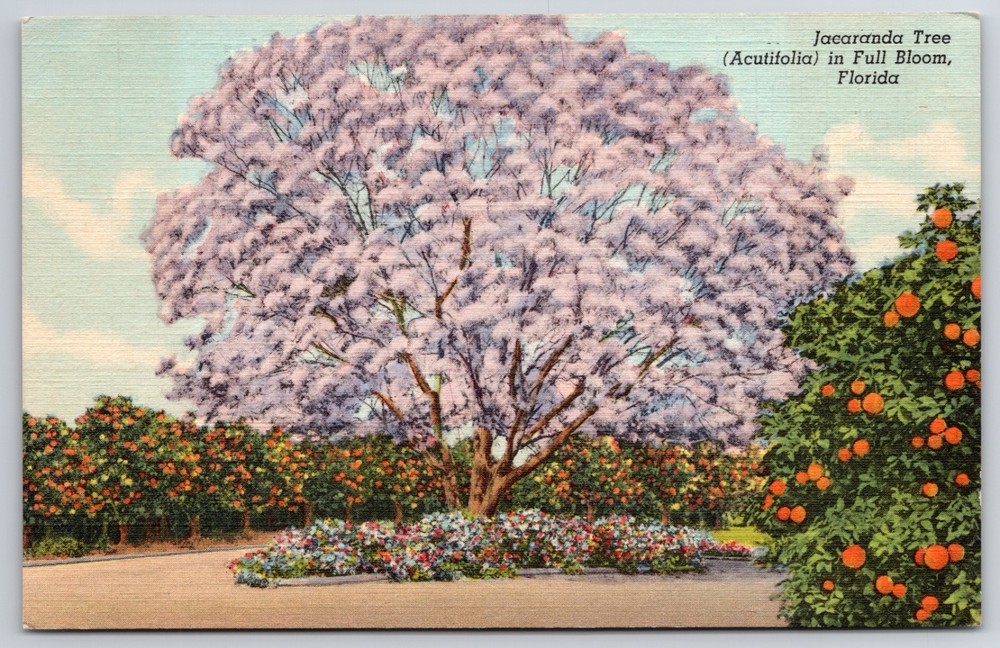 Pink Jacaranda Tree Acutifolia in Bloom Oranges Florida Teich Linen Postcard