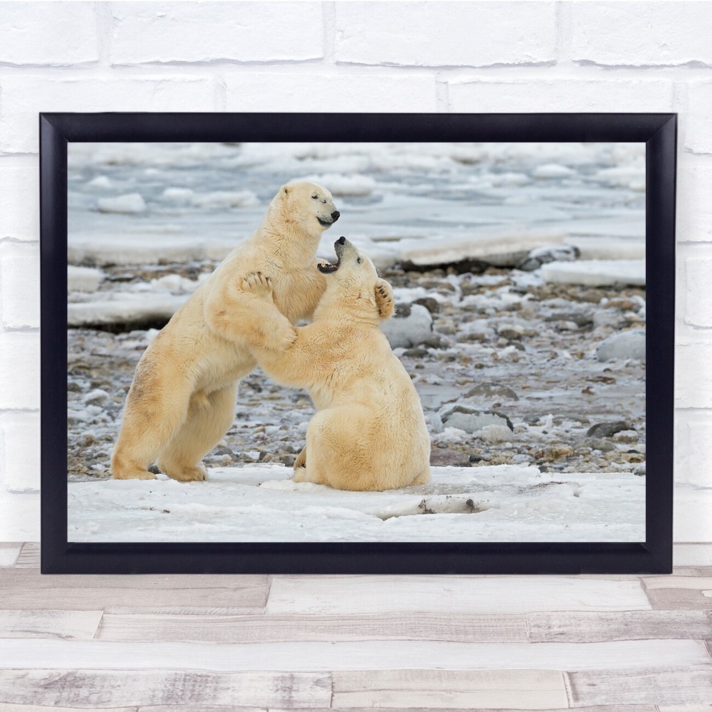 Polar Bears Duel Fight ice berg antartica Wall Art Print