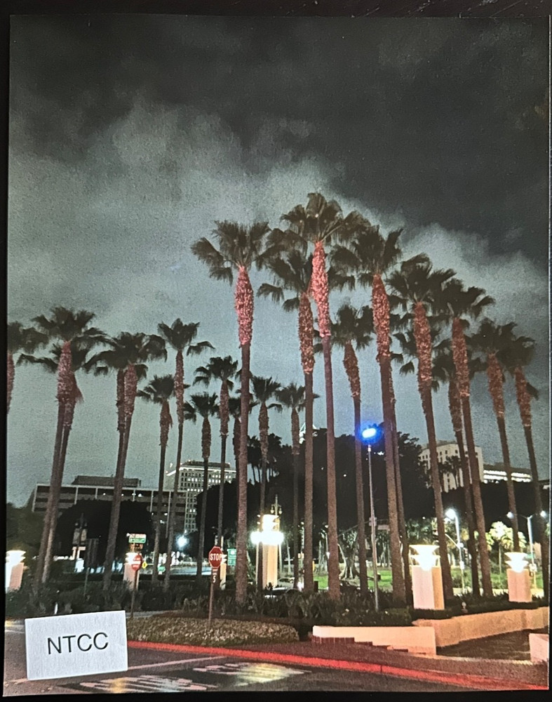 Union Station Palm Trees & Clouds - Los Angeles, Ca. 8