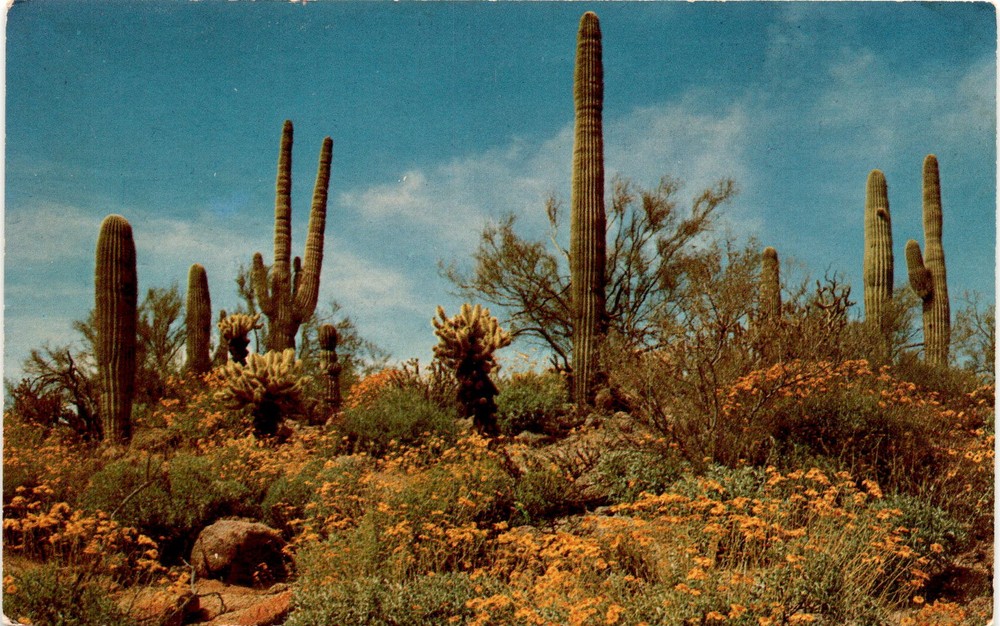 Phoenix, Arizona, desert, cactus blossoms, Palo Verde, AGFAChrome, Bob Postcard