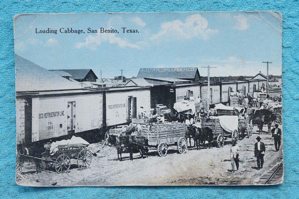 Loading Cabbage - San Benito, Texas
