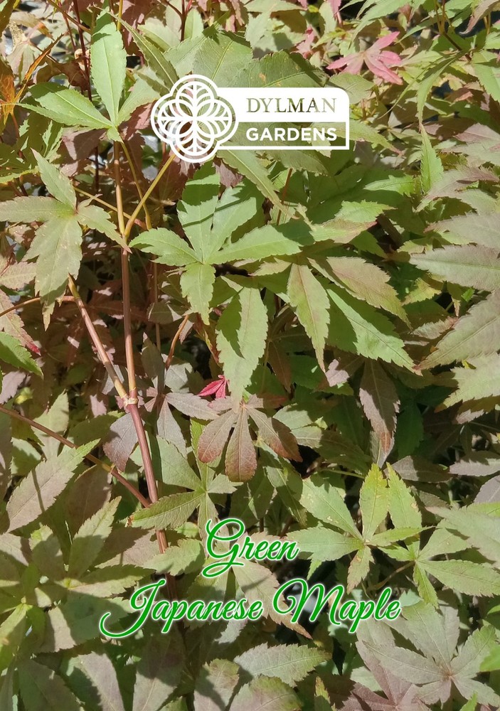 Green Japanese Maple Tree (Acer palmatum) Seedling - Rootstock - Multiple Sizes-image