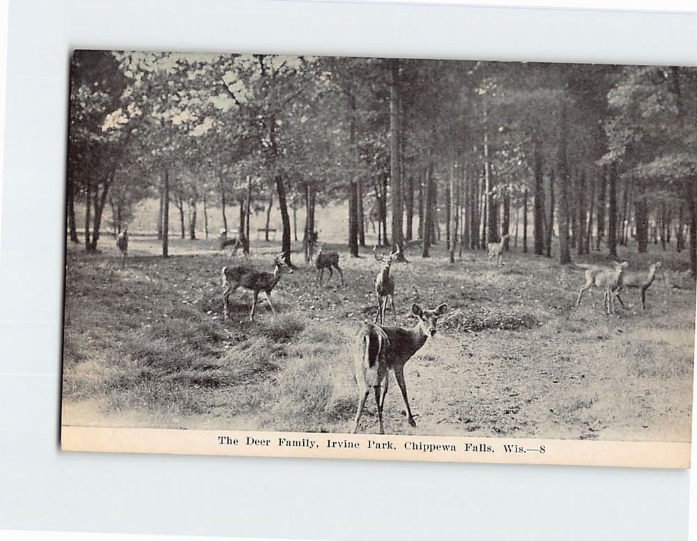 Postcard The Deer Family Irvine Park Chippewa Falls Wisconsin USA